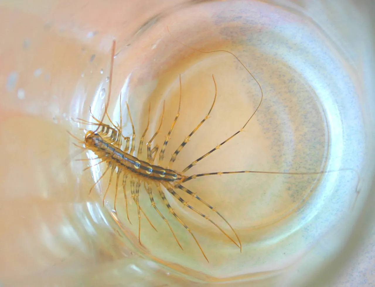 House Centipede Insect Bangle Bracelet in Sterling Silver