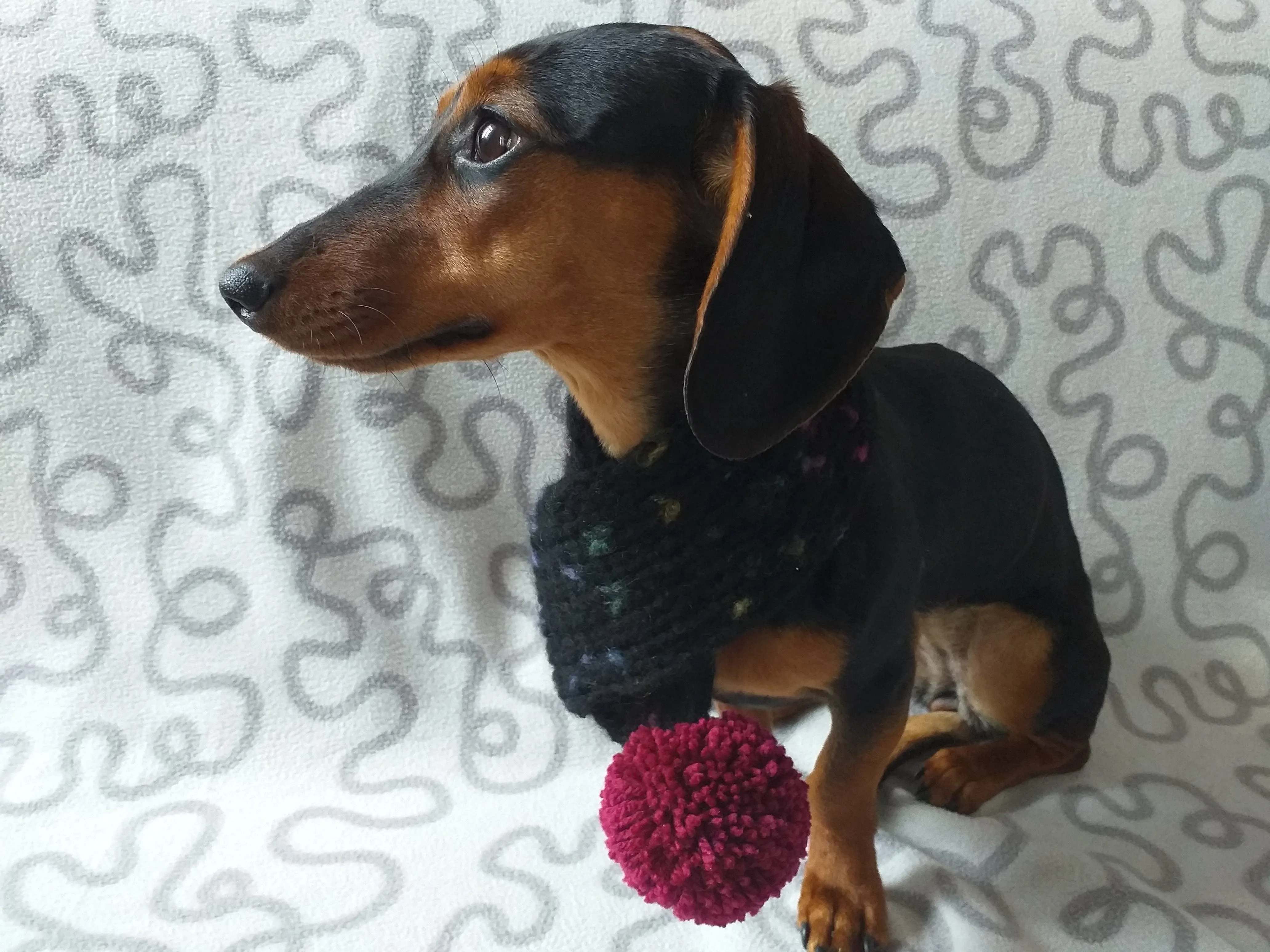 Knitted PomPom Scarf for Dachshund or Small Dog, Knitted Warm Wool Pet Scarf, Dog Scarf Clothes, Christmas dog Gift, Winter Dog Accessories