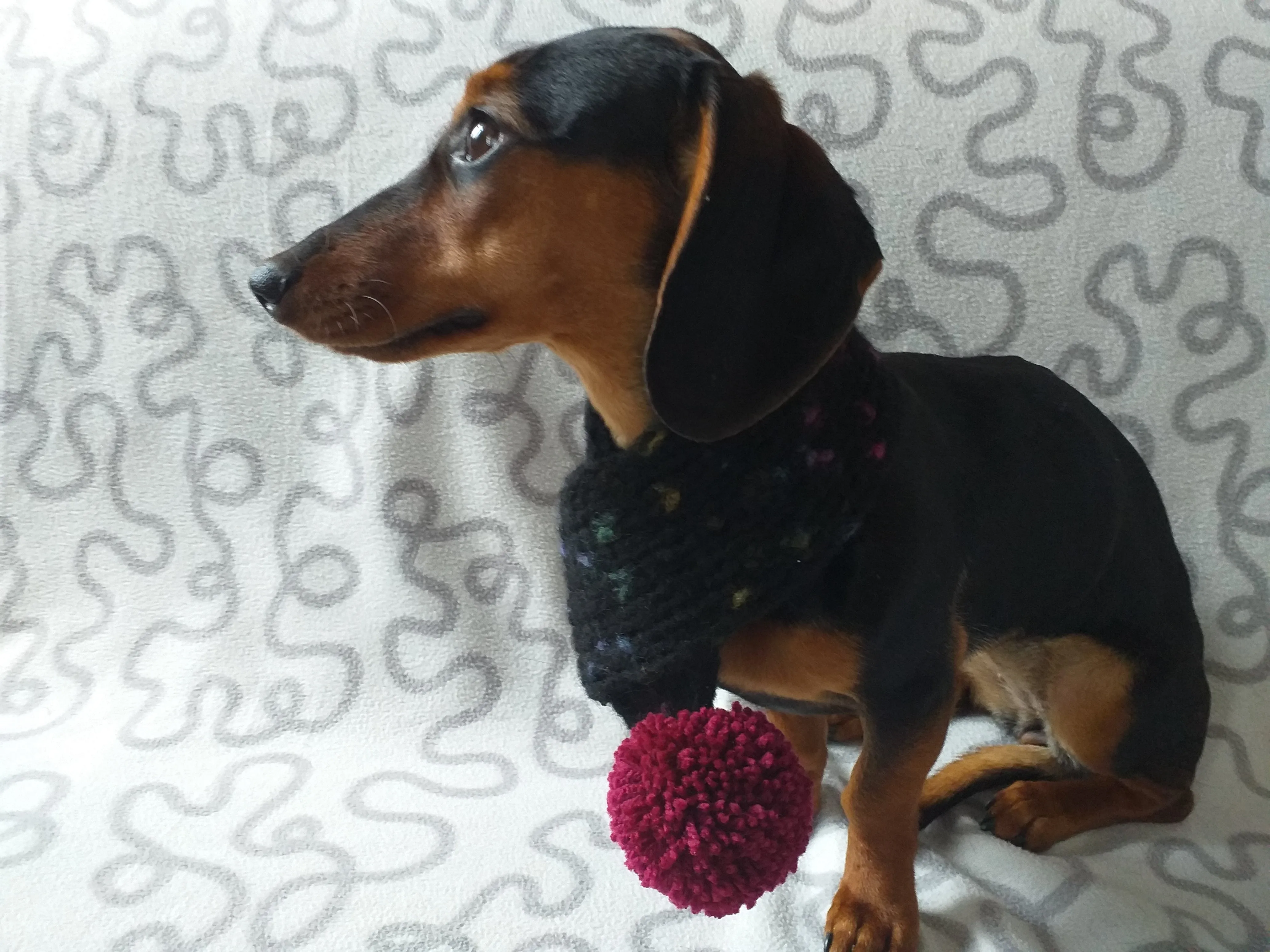 Knitted PomPom Scarf for Dachshund or Small Dog, Knitted Warm Wool Pet Scarf, Dog Scarf Clothes, Christmas dog Gift, Winter Dog Accessories